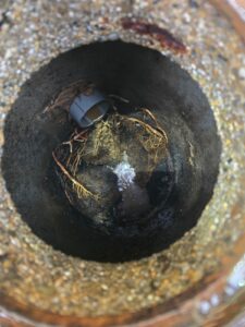 Hydrocurage de canalisations suite à des racine Bordeaux