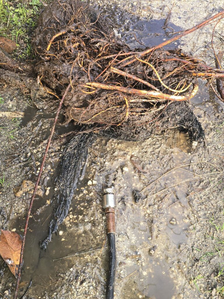 les racines qui bouche la canalisation les racines qui bouche la canalisation